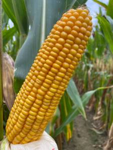 IMG_0842_original