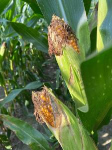 IMG_0477_original