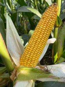 IMG_0479_original